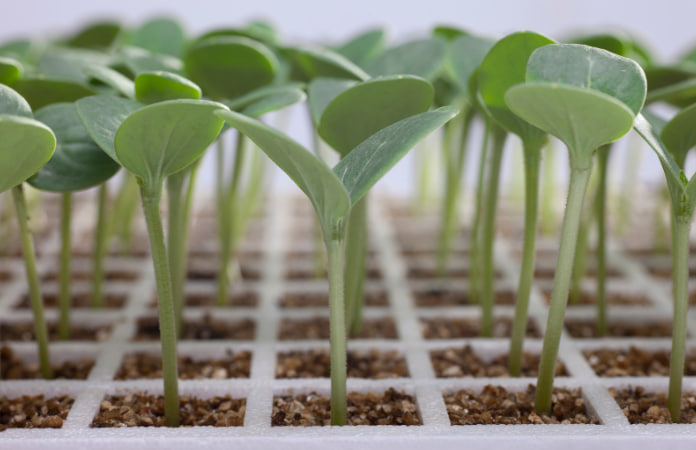 семена овощных культур