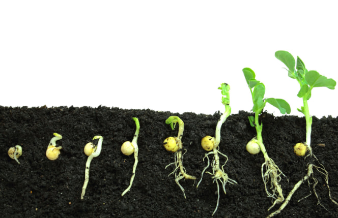 семена кормовых культур